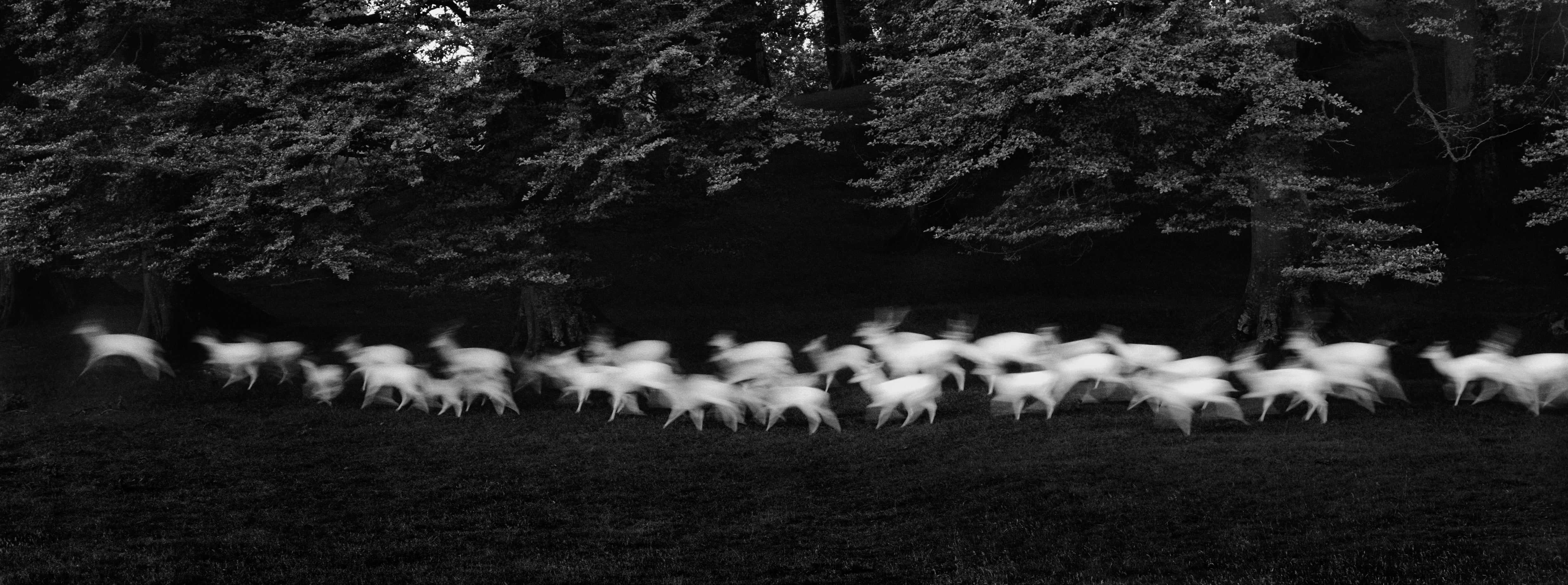 Running White Deer, County Wicklow, Ireland, 1967 © Paul Caponigro