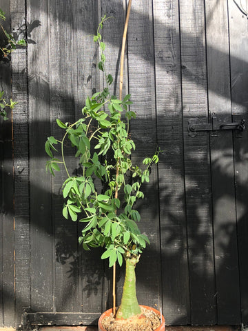 Adenia Glauca - large