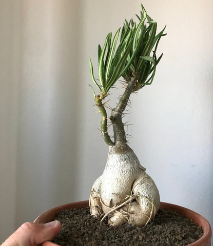 Pachypodium Succulentum