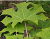 Uncarina Leandrii blad