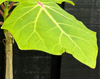 Uncarina Perrieri blad