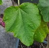 Uncarina Stellulifera blad