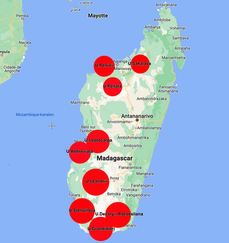 Uncarina distribution i habitat Madagascar