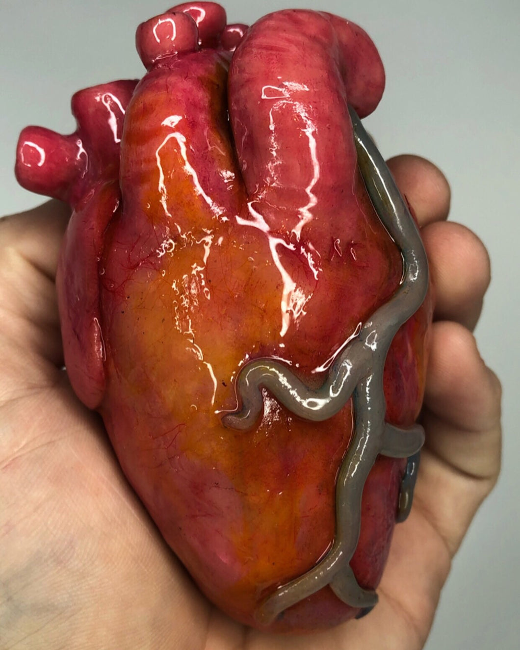 Human Heart – MoldyCreations