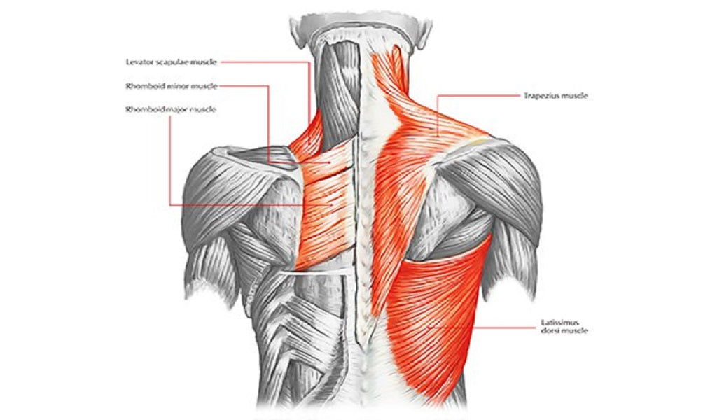 Tăng cường sự liên kết giữa các nhóm cơ trên và cơ dưới