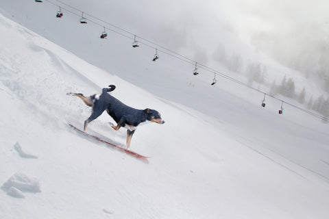 Hund auf dem Snowboard