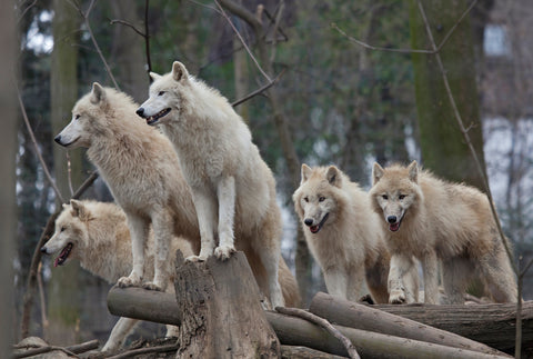 arctic wolves in wood