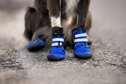 bottes bleues pour chien