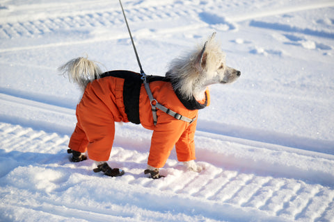 hundstövlar för snö