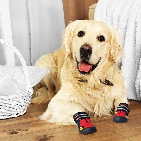 dog wearing snow boots