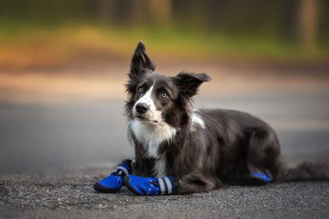 dog in a blue boots