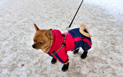 สุนัขในรองเท้าบูทฤดูหนาว