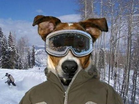 dog ski goggles
