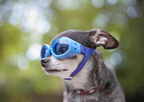 dog with a blue goggle