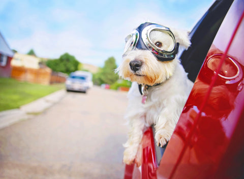 Schutzbrillen für Hunde