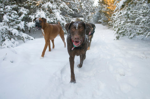 dogs in winter