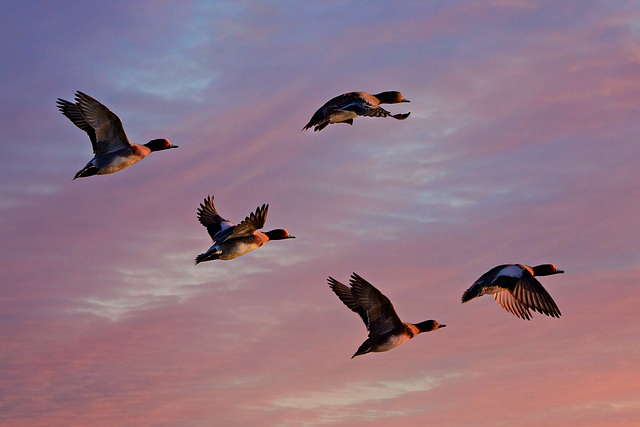 patos volando