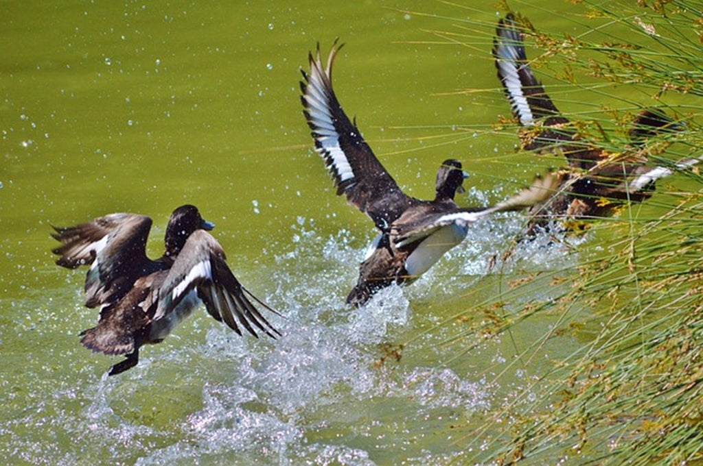 ducks in fresh water lake