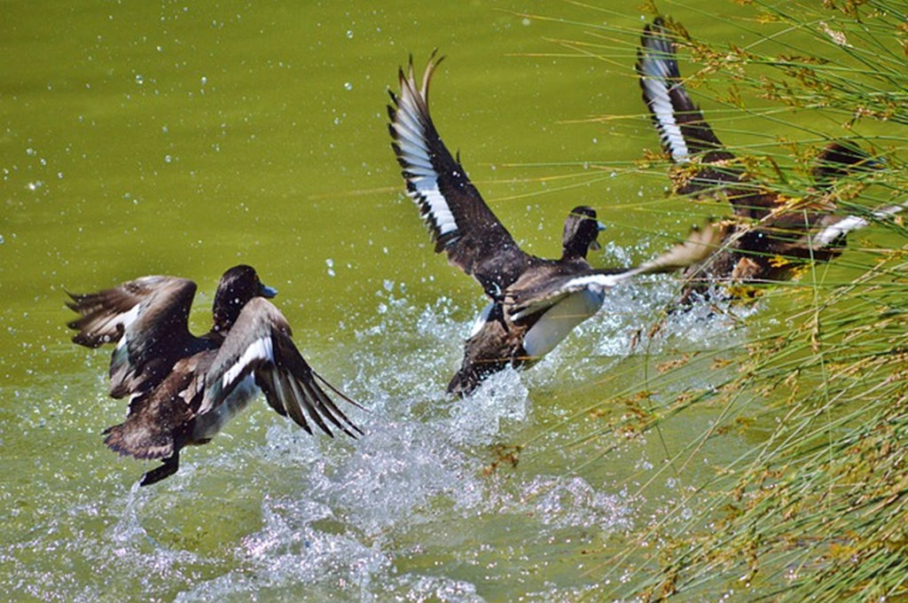 canards dans le lac d'eau douce