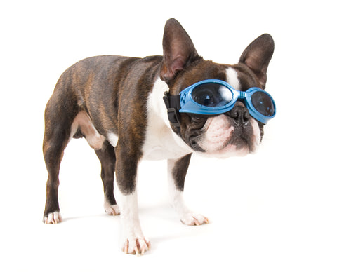 goggle dog