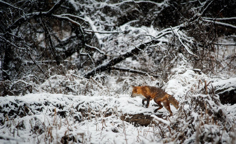 fox in snow hunting trip