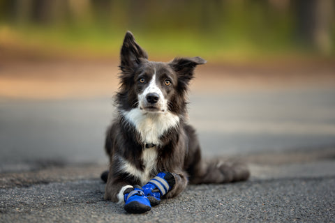 chien couché avec des bottes bleues