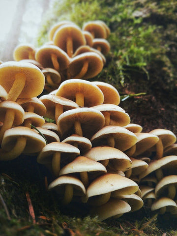 волшебные грибы