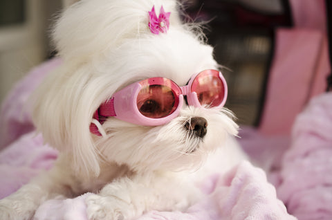 maltese wearing pink goggles