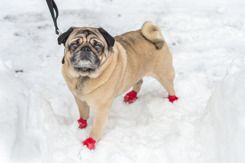 pug wearing red boots