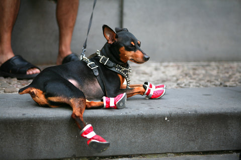 stivali rossi sul cane