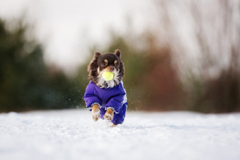 冬のジャケットで走っている犬