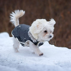 小さな犬のジャケット