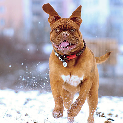 dog running in snow