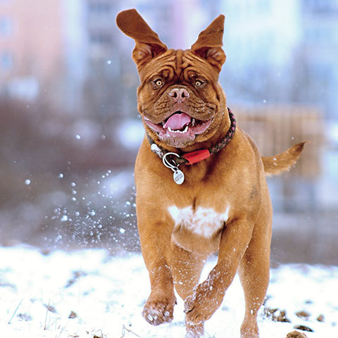 hund springer i snö