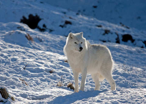 หมาป่าอาร์กติกสีขาวในหิมะ
