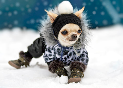 stivali invernali per cane
