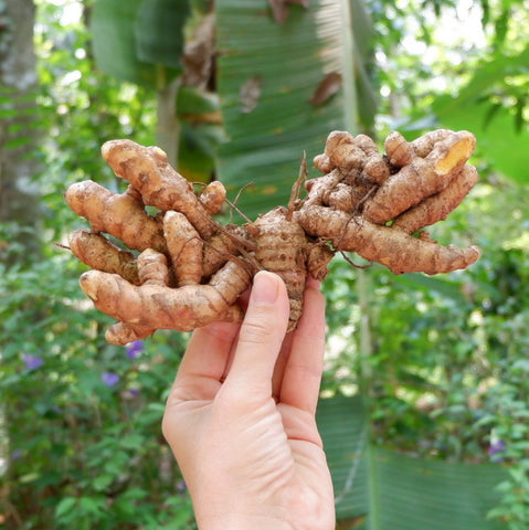 Person holding up raw turmeric root