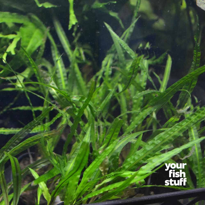 Cryptocoryne balansae - Your Fish Stuff