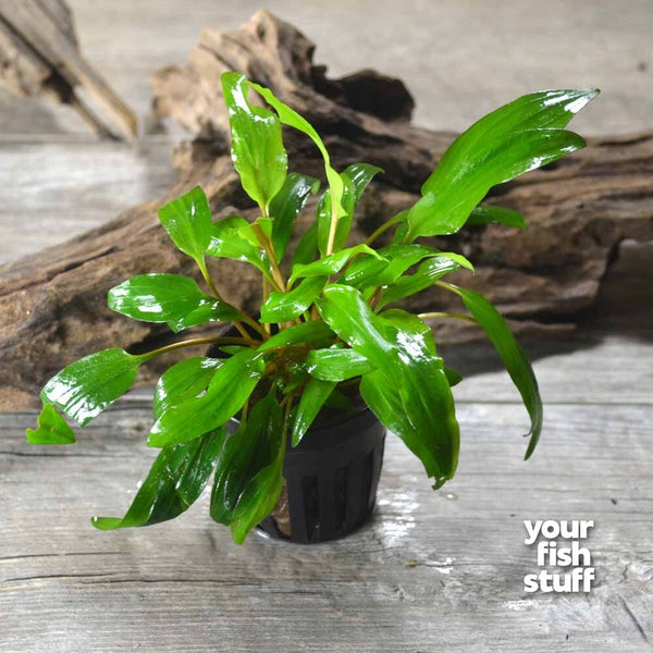 Potted Dwarf Baby Tears Aquarium Live Plant