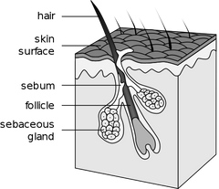 Skin Anatomy