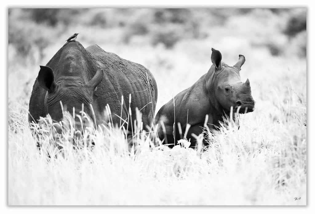 White Rhinoceros Art Print 23