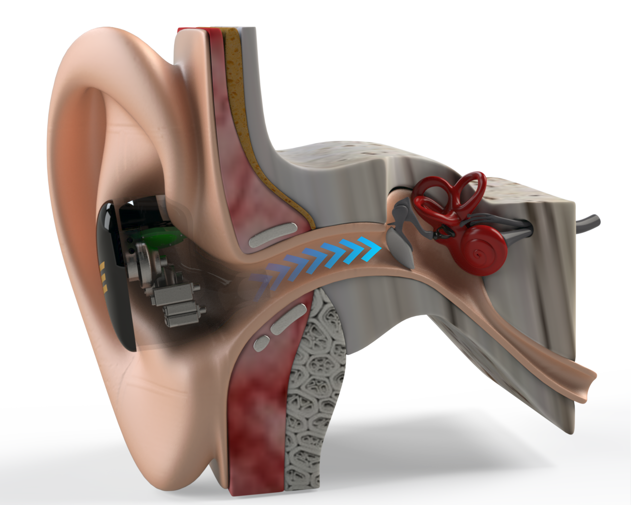 The Science of Hearing