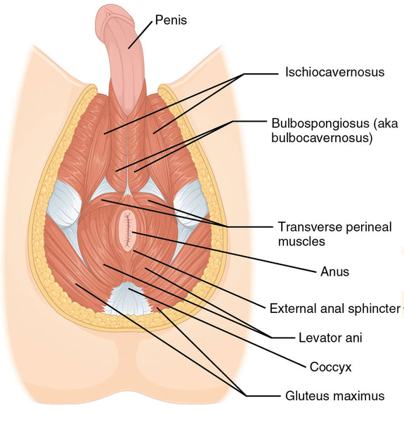 taint or gooch diagram