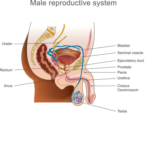 Prostate Massage Cum Mouth