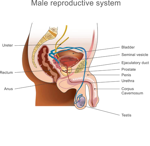 male reproductive system diagram