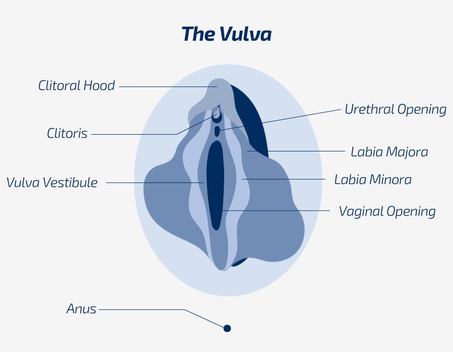 Anatomy of the Vulva