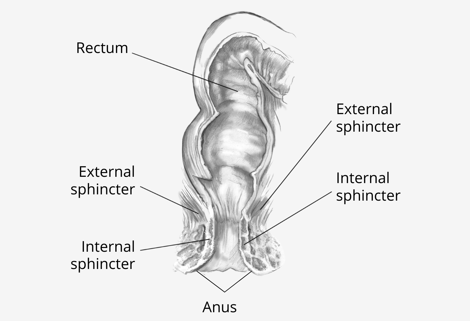 Diagram of the External and Internal Anal Sphincter Muscles