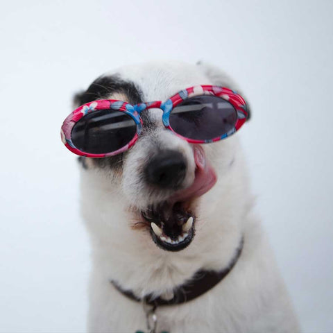 dog with shades