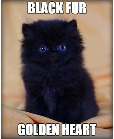 My Male Cat Rescued A Kitten Meme On Imgur