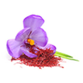 SAFFRON EXTRACT (Crocus sativus)